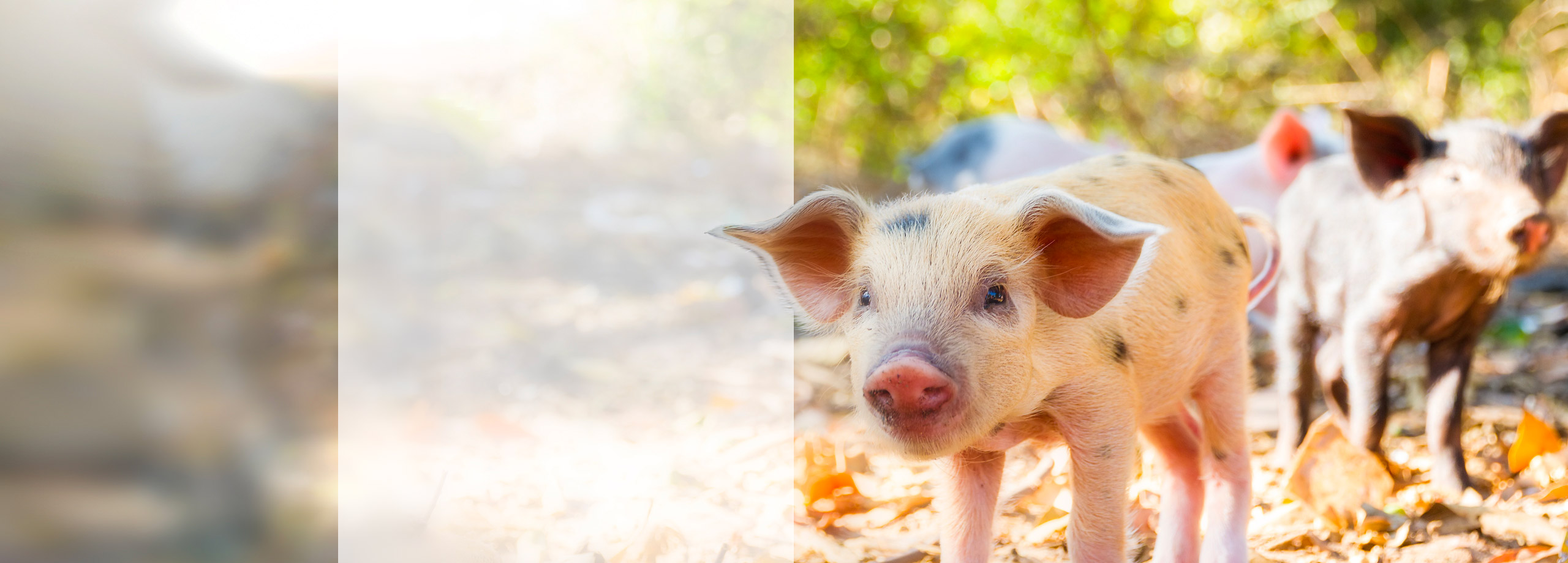 Home Animal Law Conference