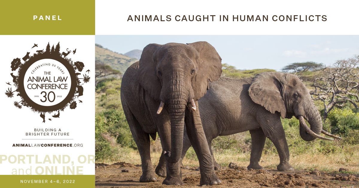 Animals Caught in Human Conflicts